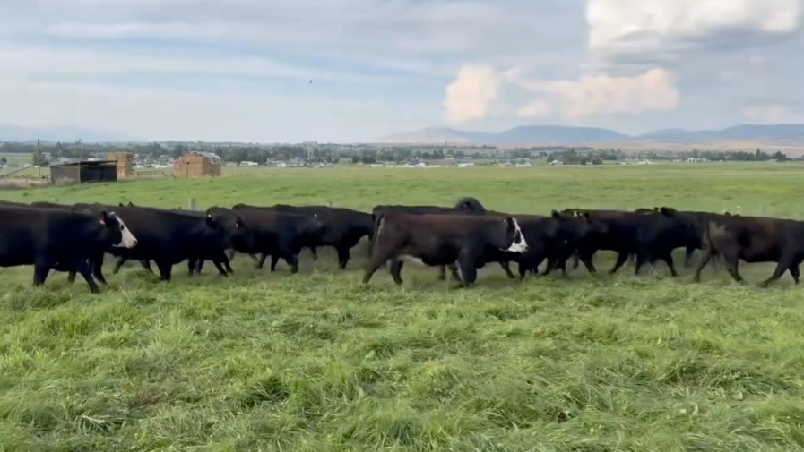 88 SLICK no brand, March-April calvers! 1100lbs by Nov 1!-BH911E5